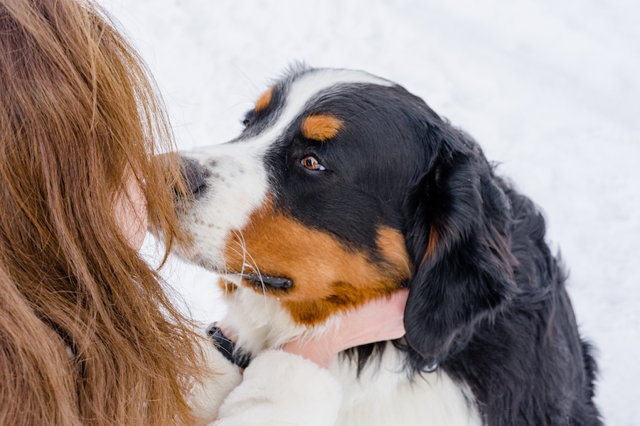 Un Bovaro del Bernese guarda la sua pet mate in un modo che dimostra che i cani provano sentimenti