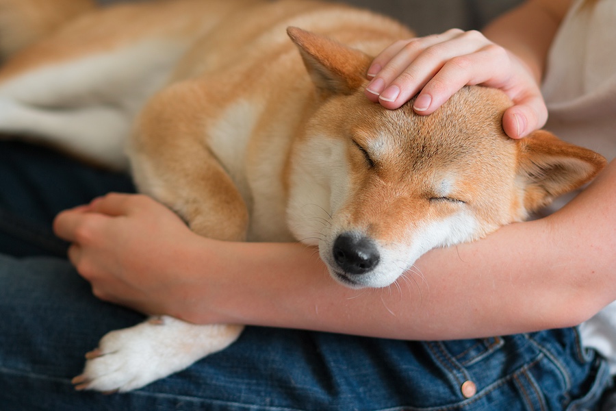 Una donna accarezza un dolcissimo Shiba Inu che si accoccola tra le sue gambe