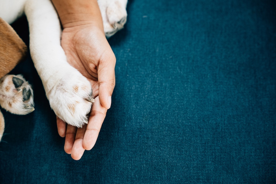 La zampa di un cane e la mano della pet mate che si toccano