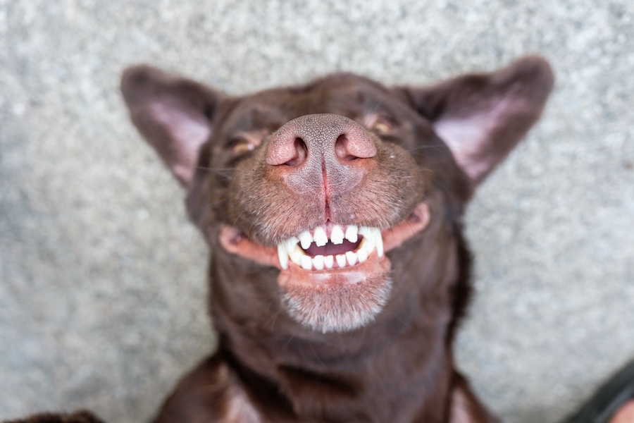 Un cane che prova gioia e sorride
