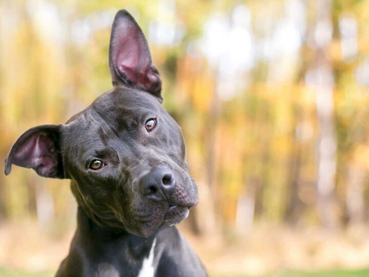 L’udito del cane: tutto quello che c’è da sapere