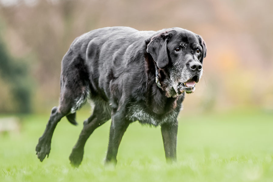 Cane nero anziano cammina nel prato