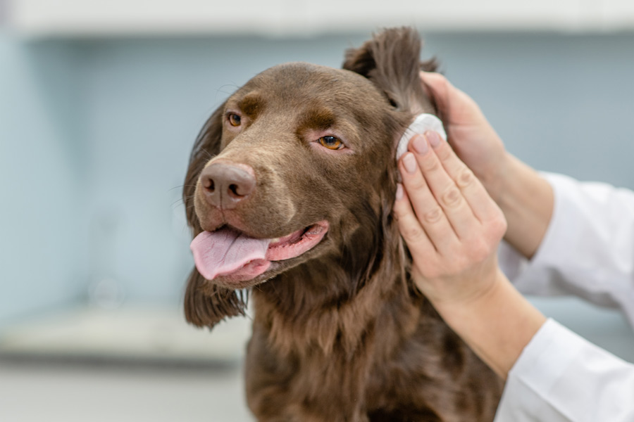 Persona pulisce l'orecchio di un cane con un dischetto detergente