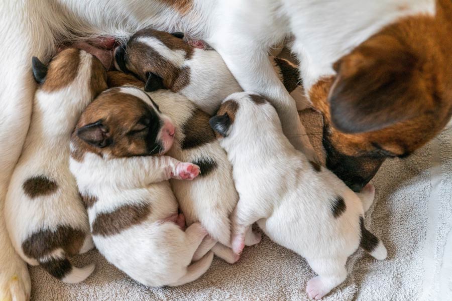 Cuccioli di cane dormono vicino alla loro madre.