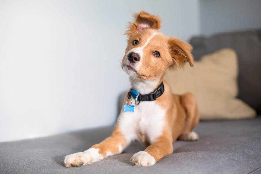 cucciolo di cane marrone e bianco seduto sul divano ascolta attentamente con un orecchio alzato e uno abbassato