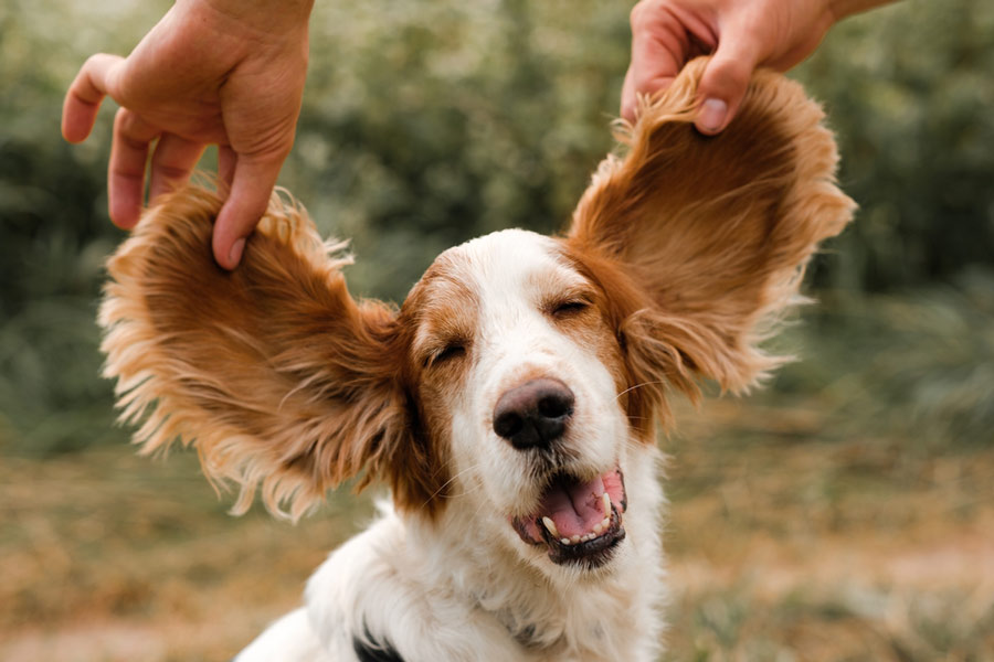Ritratto di un cane spaniel con grandi e buffe orecchie flosce, scena all'aperto