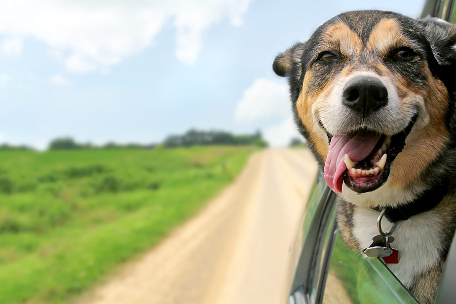 cane con testa fuori dal finestrino di un veicolo in movimento in una strada di campagna sterrata