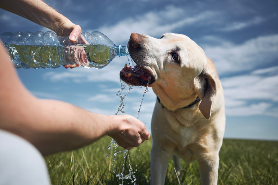 persona disseta un cane labrador porgendogli dell'acqua da una bottiglia in plastica