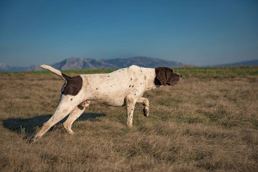 cane di pointer inglese immobile nella campagna