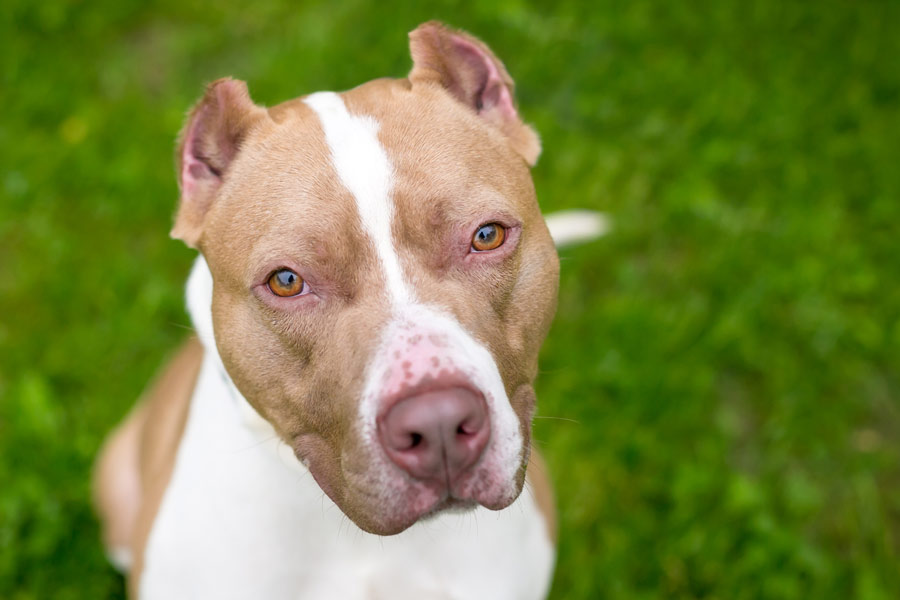 Pitbull marrone chiaro e bianco con le orecchie tagliate