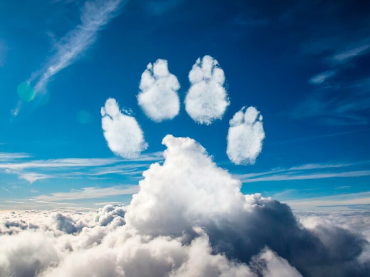 Tips for dealing with the death of your dog, cat or other animal close to you