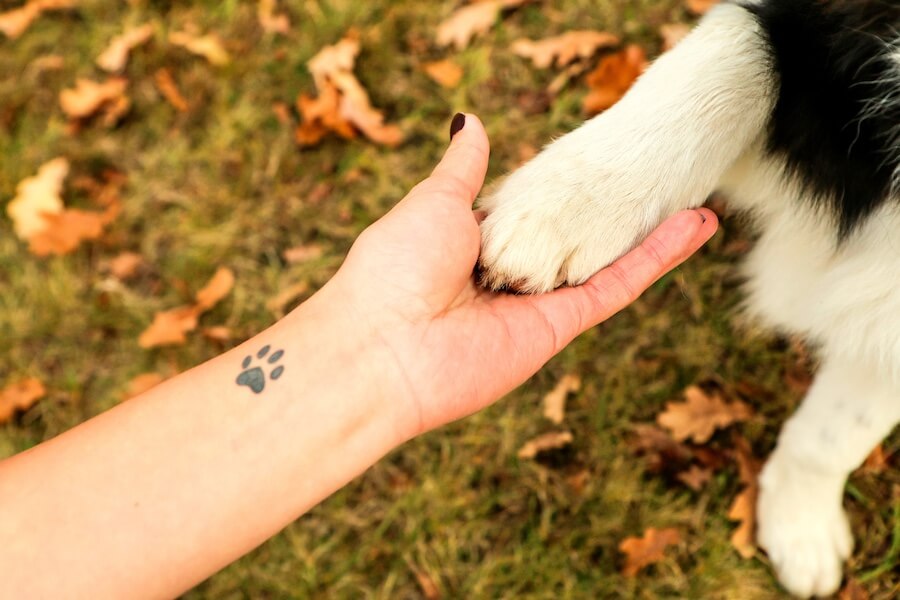Ragazza con tatuaggio della zampa di un cane tocca la zampa di un cane