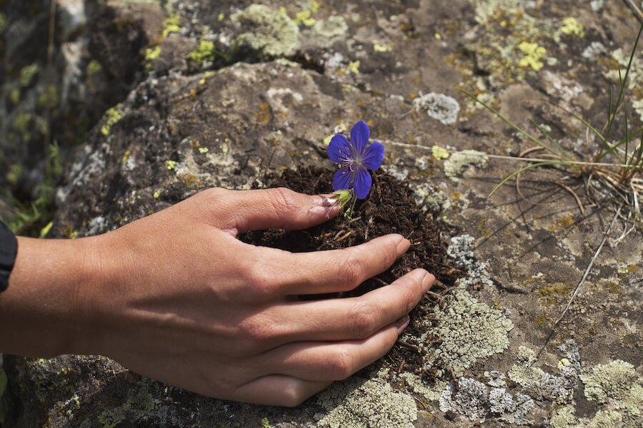 Una mano accarezza della terra con un fiore simbolo della sepoltura dell'animale morto