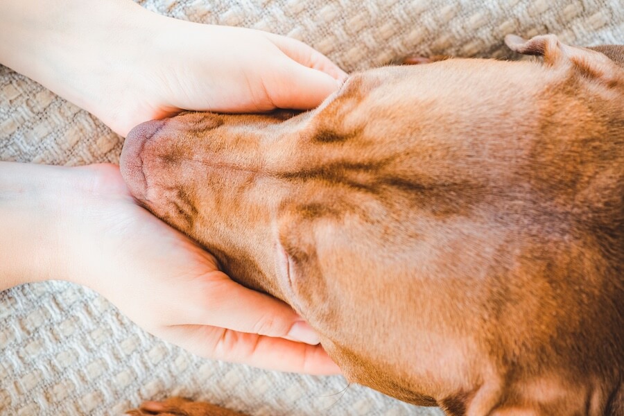 Mani accarezzano il musetto di un cane