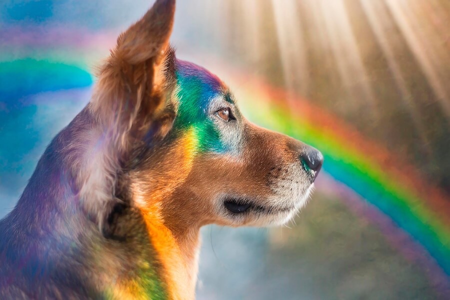 Un cane con sfondo l'arcobaleno