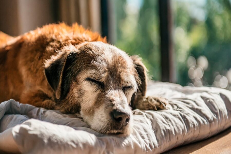 Un cane anziano sul divano