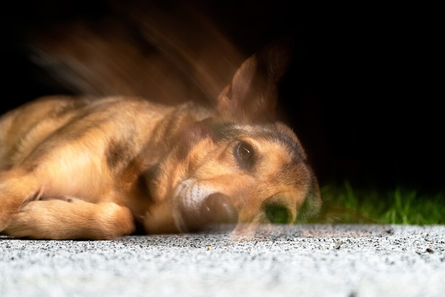 Un cane morto sulla strada, lo spirito si sta elevando.