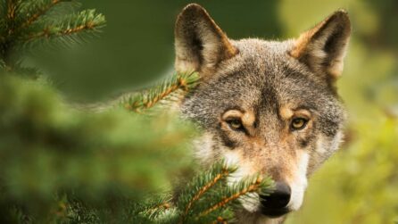 Lupo compare tra gli alberi di una foresta