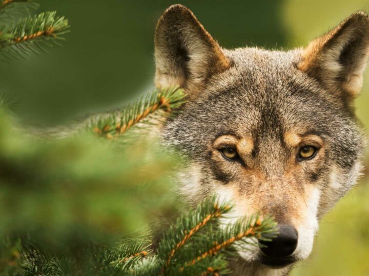 La historia del perro: de lobo a mascota