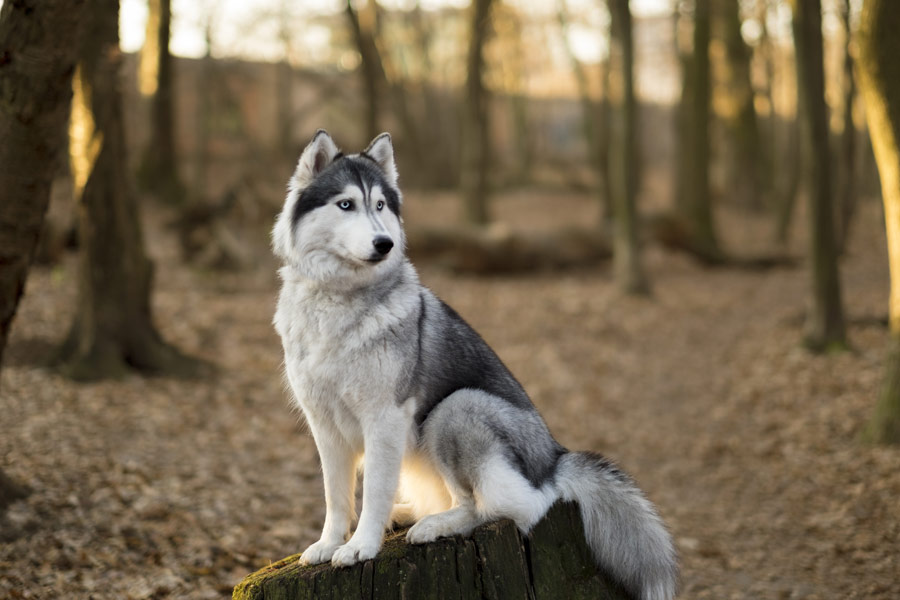 Husky che sta seduto su un tronco in mezzo ai boschi