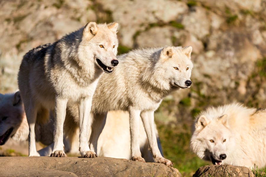 tre lupi in branco in mezzo alle rocce