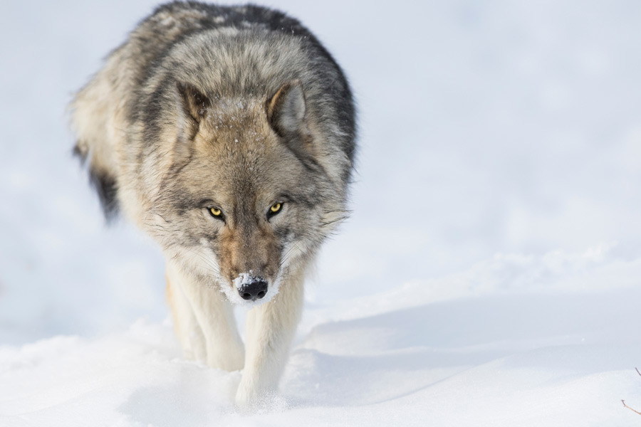 lupo che cammina in mezzo alla neve