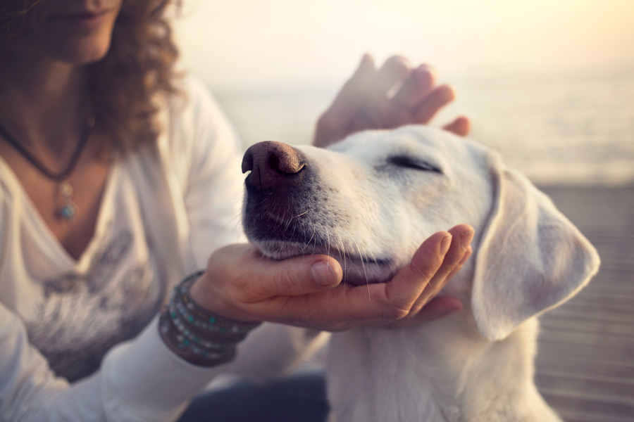 Labrador che si fa accarezzare sulla nuca dalla sua padrona 