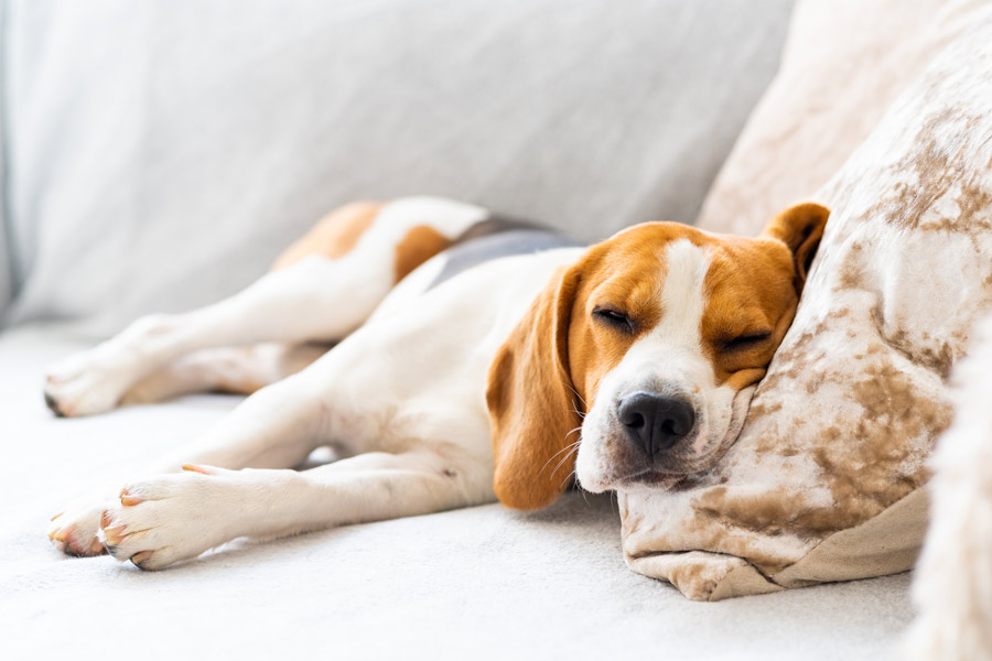 begle disteso sul divano che dorme