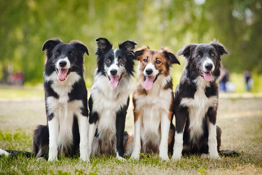 quattro border collie seduti sul prato di un parco