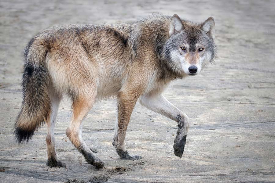 lupo bagnato cammina sulla riva