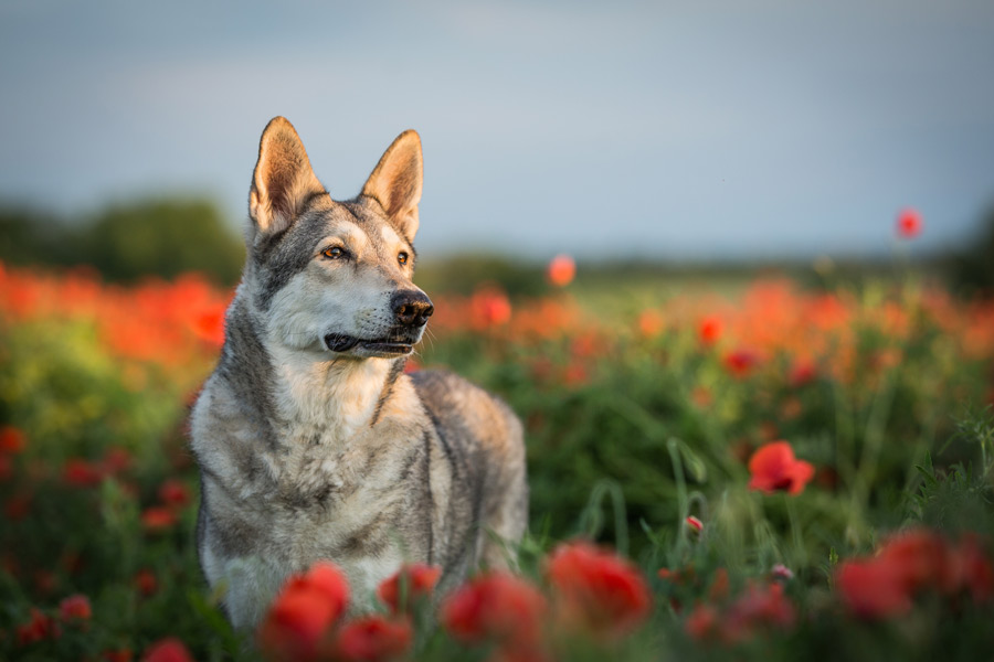 Cane Sarsloos che guarda verzo l'orizzonte, in mezzo ad un campo di fiori rossi