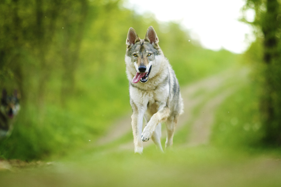 Canel Lupo Cecoslovacco che corre felice in mezzo alla natura