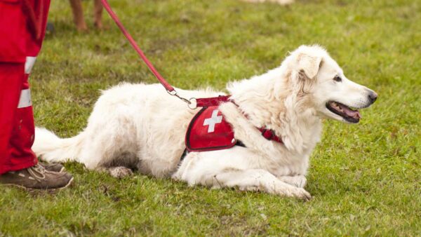 cane di golden retriever con pettorina rossa da soccorso medico