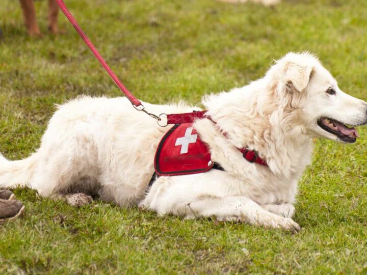 I cani da salvataggio: i nostri eroi a quattro zampe