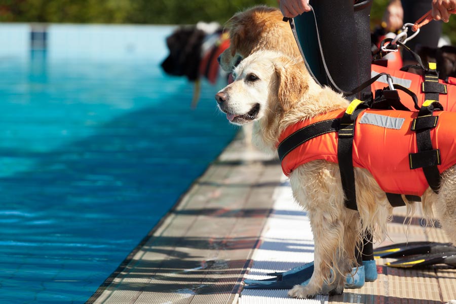 Golden retriever con pettorina da salvataggio a bordo piscina