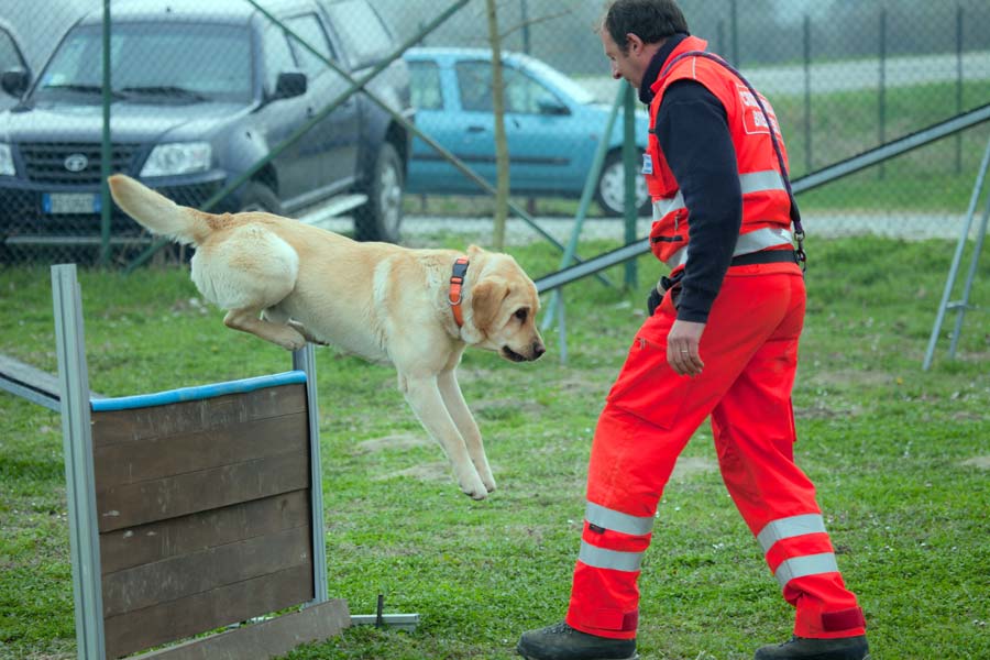 Labrador percorre un percorso ad ostacoli con il suo addestratore