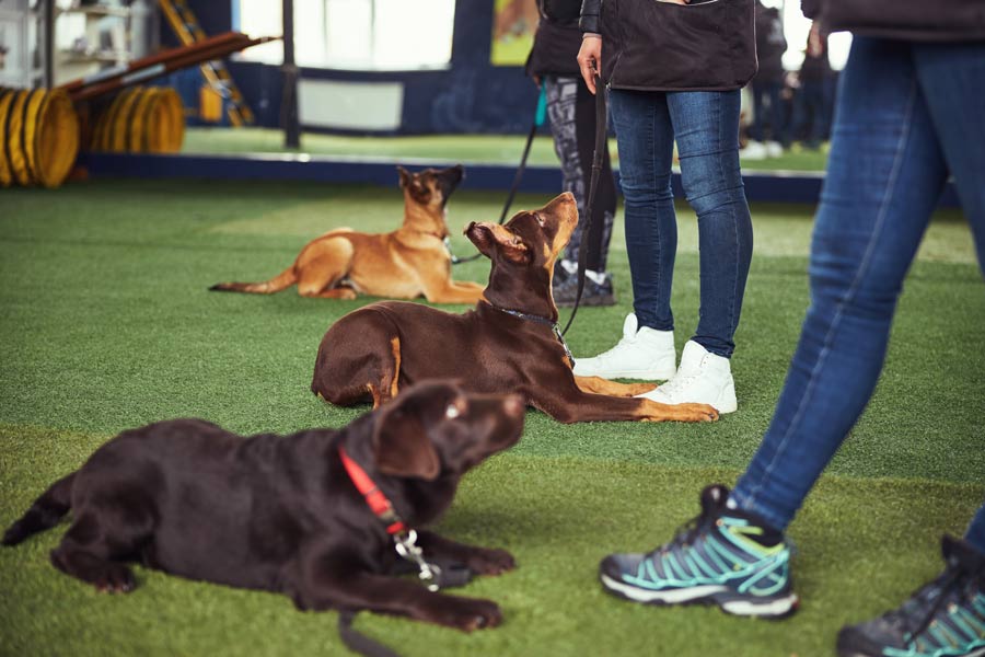 Cuccioli di cane seduti di fronte ai propri addestratori