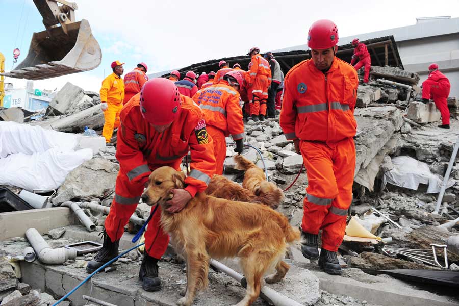 Golden retriever di unità cinofila dei vigili del fuoco tra le macerie di un edificio al fianco di alcuni operatori in divisa da operazione di soccorso