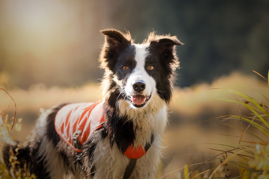 Border collie bianco e nero con pettorina da soccorso