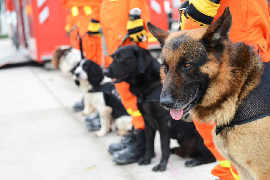 Cani da soccorso con i propri handler in riga