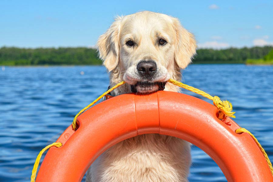 Golden retriever in riva ad uno specchio d'acqua tiene un salvagente stretto tra i denti.