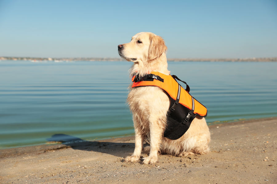 Golden retriever con pettorina da soccorso in riva al mare.