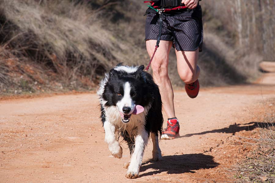 Border collie corre insieme al suo padrone