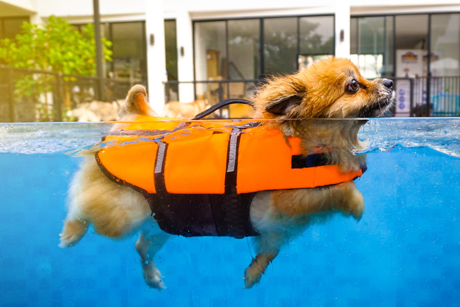 Volpino di pomeriana che indossa un salvagente per cani nuota in una piscina d'acqua