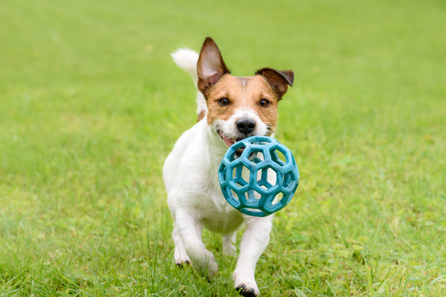 Cane di piccola taglia porta in bocca una piccola sfera giocattolo.