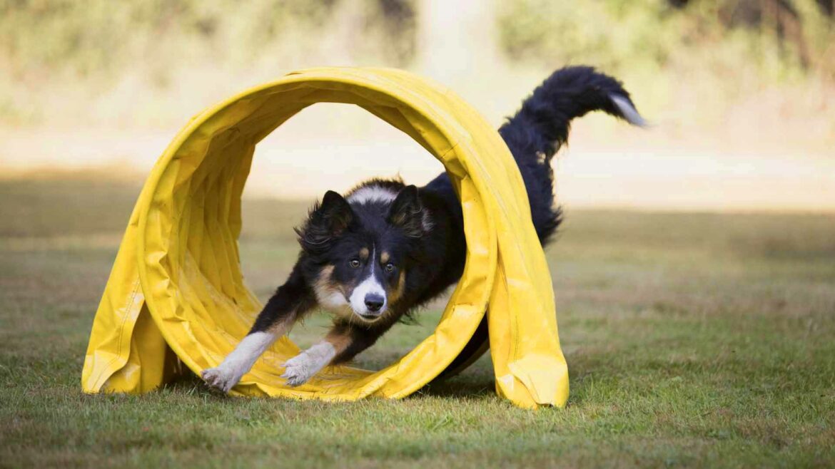 Cane corre in un prato tra un ostacolo circolare di un percorso ad ostacoli