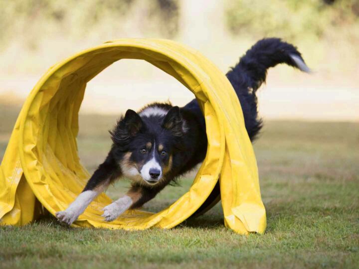 Dogs and sport: everything about sporting activities for dogs