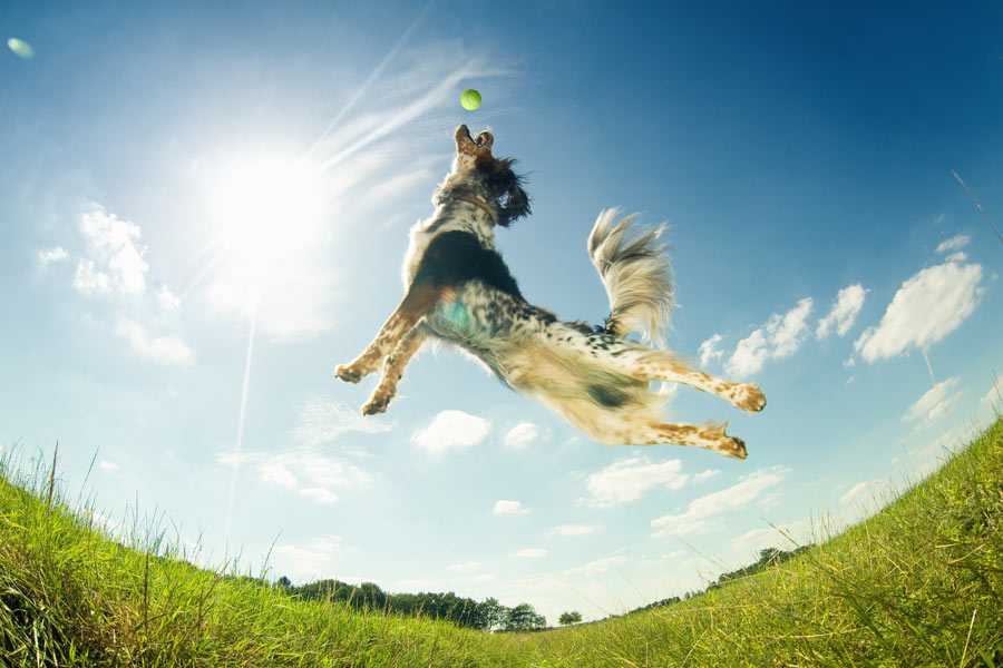 Cane afferra al volo una pallina da tennis