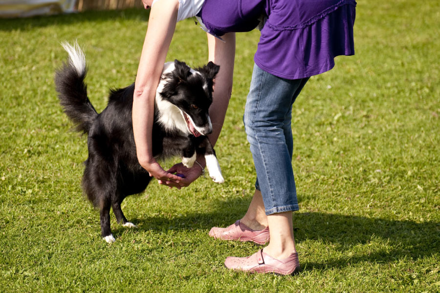 Cane di border collie salta in mezzo alle braccia disposte a cerchio di una donna