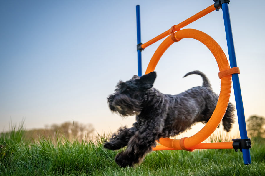 Cane nero di piccola taglia corre in mezzo ad un cerchio.